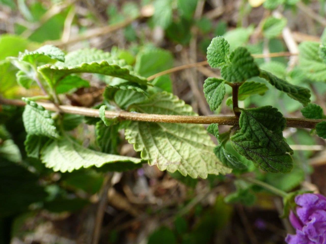 Lantana 22