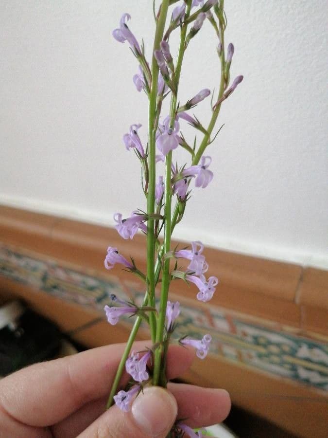 Lobelia urens