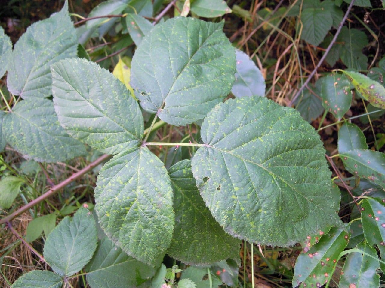 Rovo 2