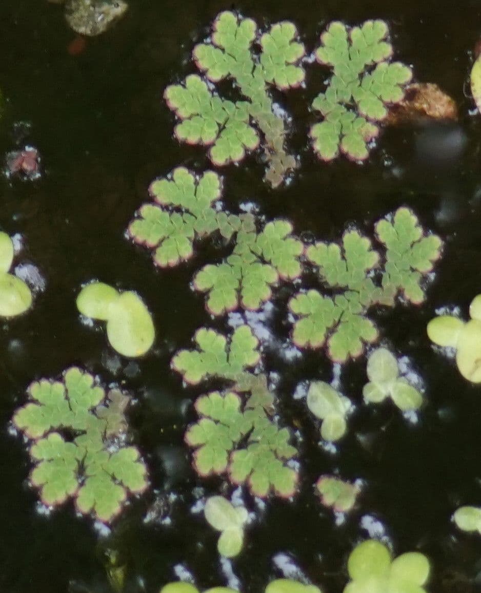 Azolla drobna 6