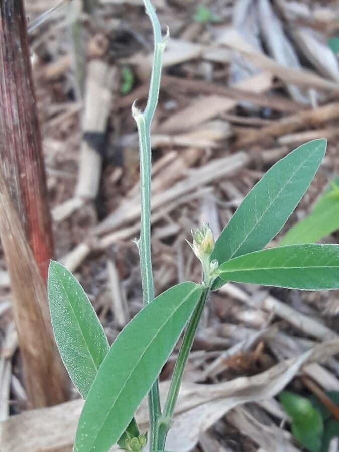 Crotalaria juncea 21