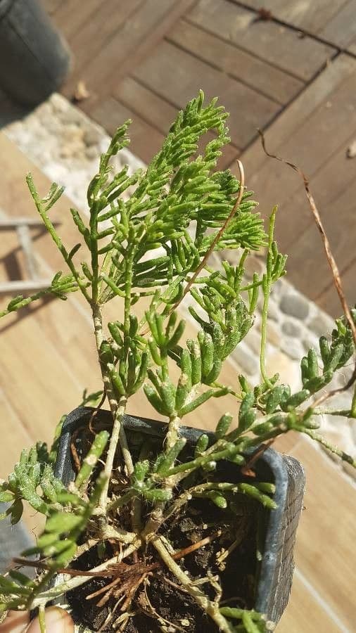 Rhipsalis 9