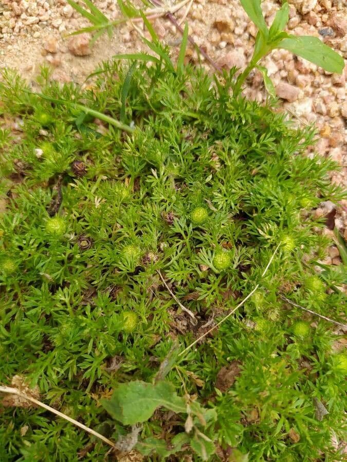 Soliva sessilis 11