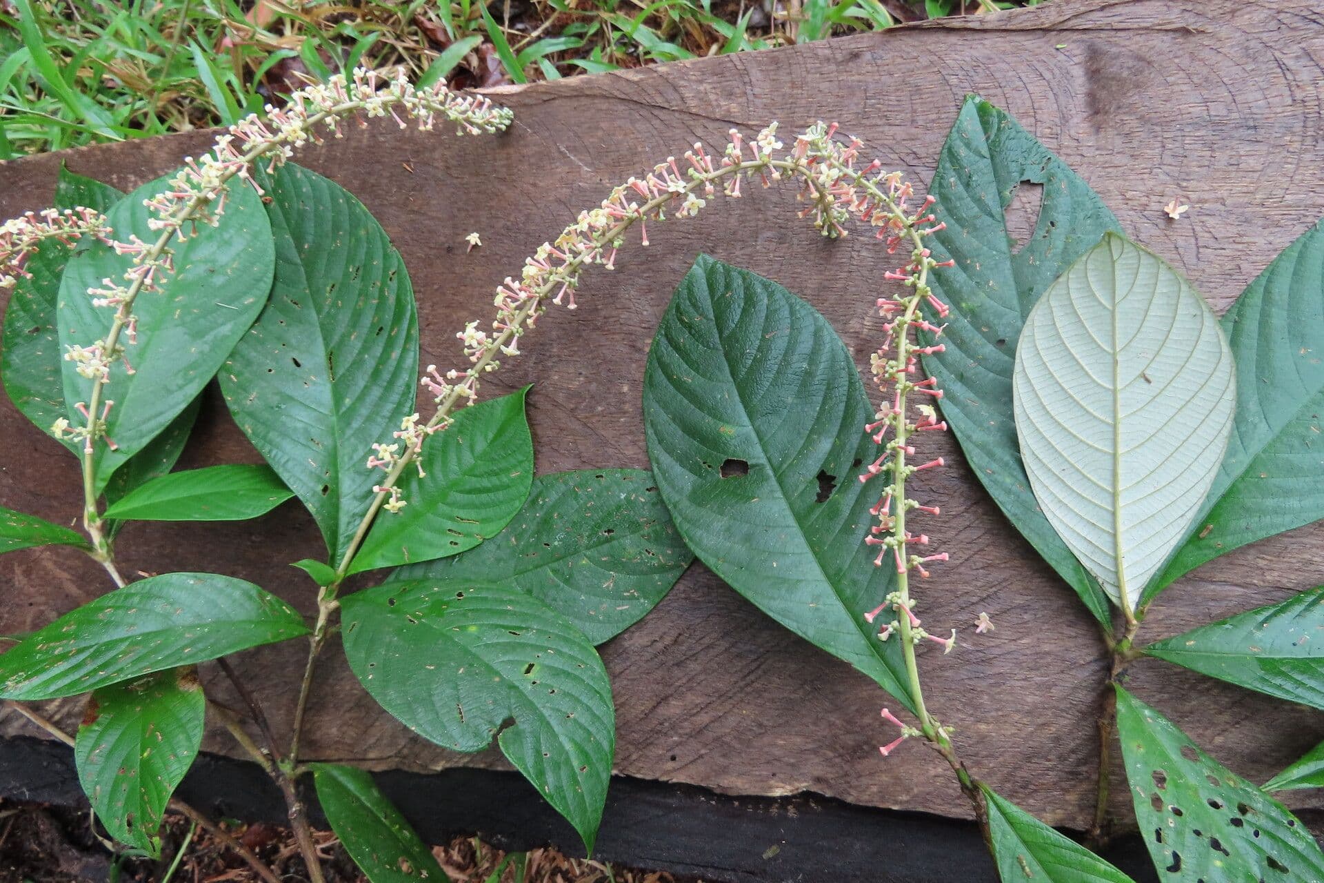 Arachnothryx buddlejovitý 10