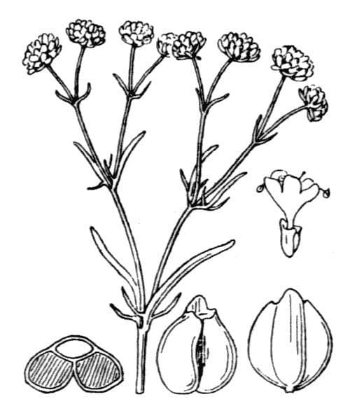 Valerianella coronata 23
