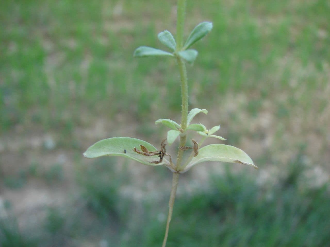 Corn-cleavers 22
