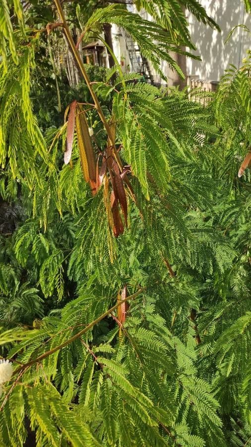 Leucaena 11