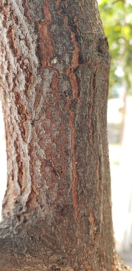 Albizia australiana 21