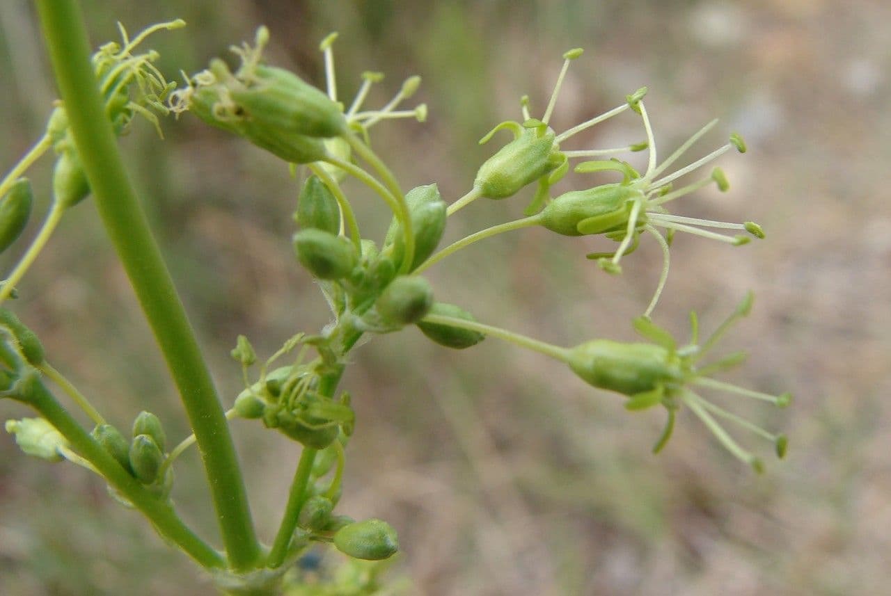 Silene otite 9