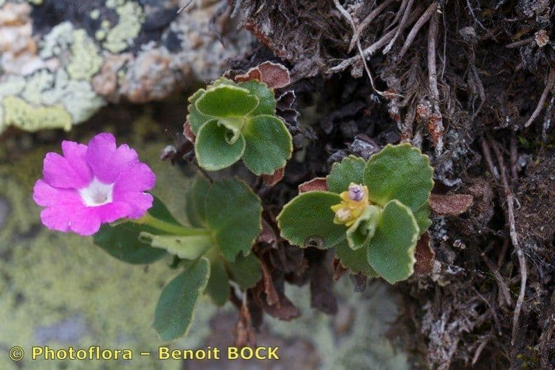 Primula hirsuta 23