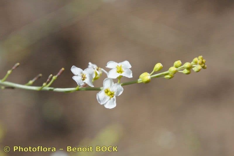 Morienka 2