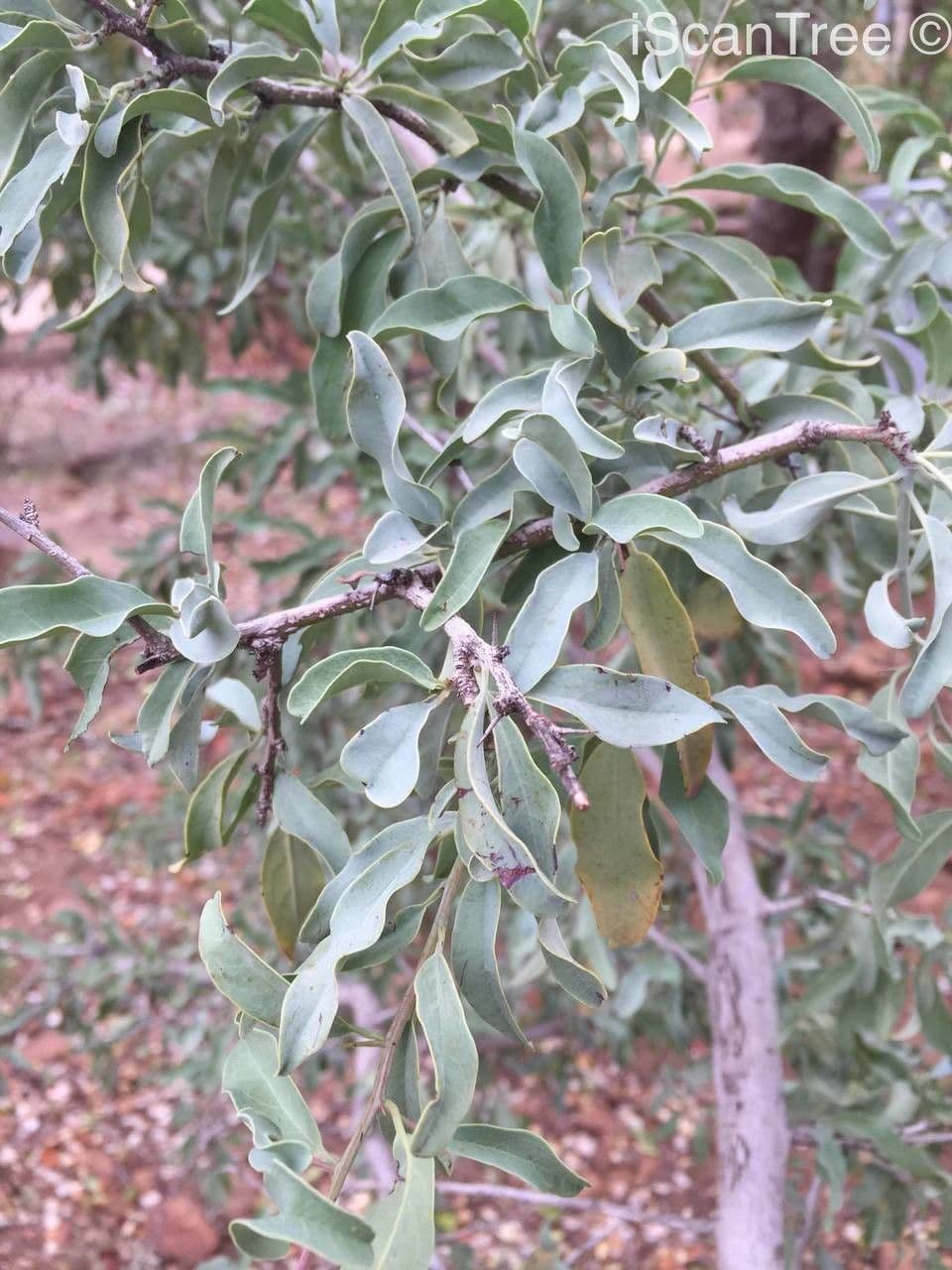 Ximenia caffra 9