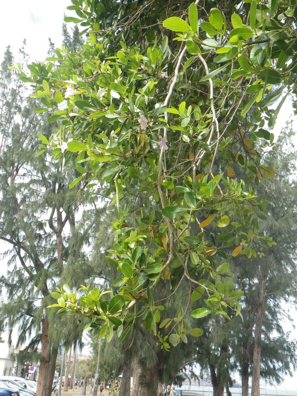 Tabebuia bledá 28
