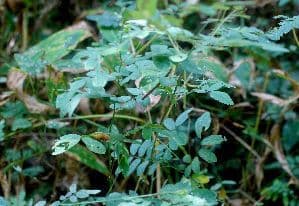 Coursetia caribaea 9
