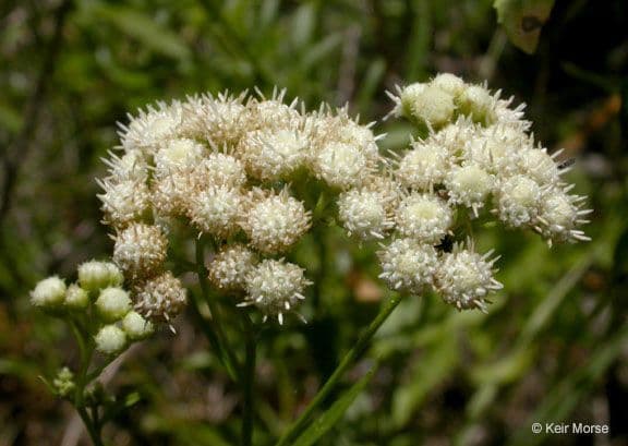 Baccharis 7