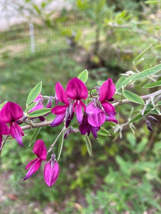 Lespedeza bicolore 6