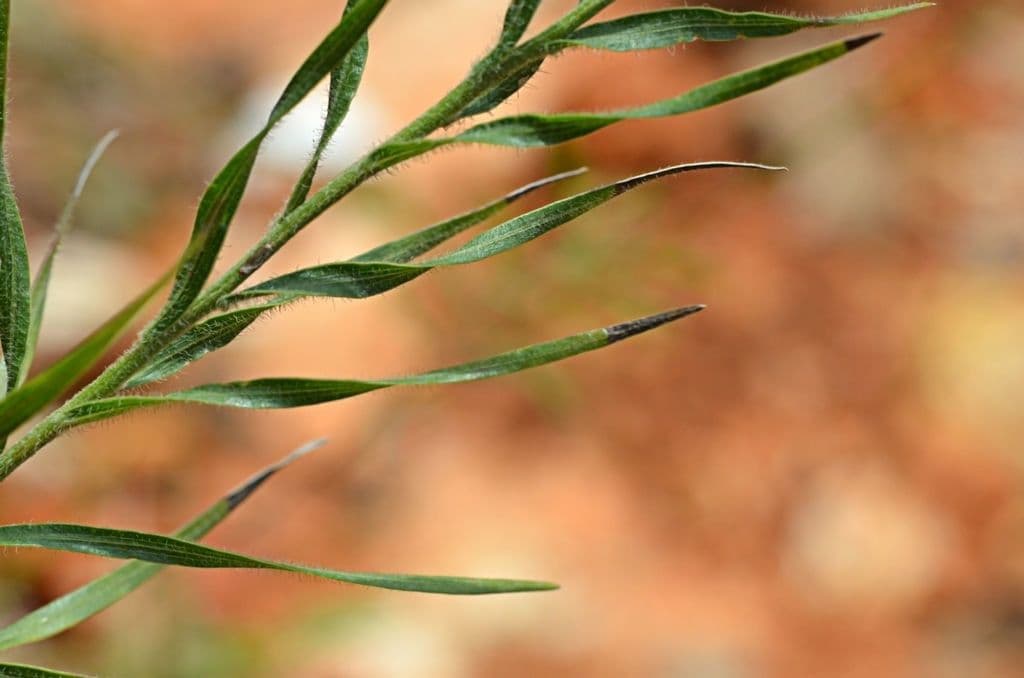 Liatris 16
