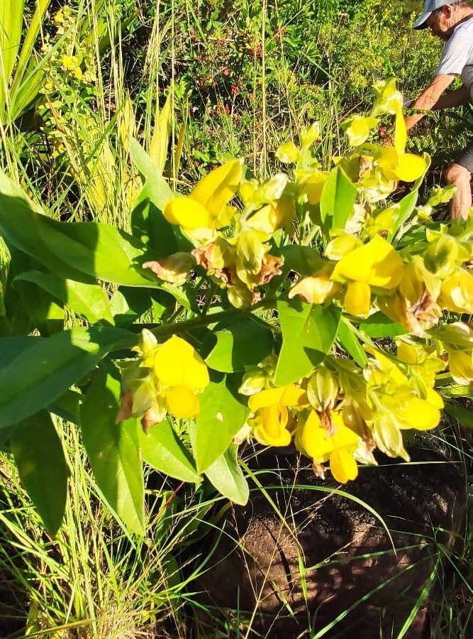 Crotalaria 7
