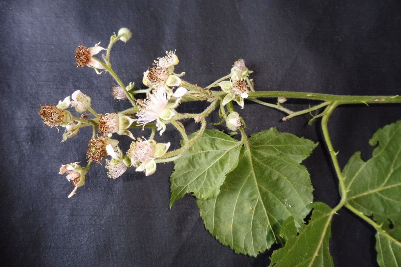 Großblättrige Brombeere 7