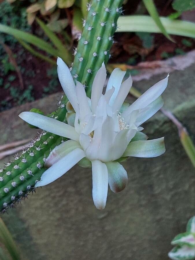 Praecereus euchlorus 2