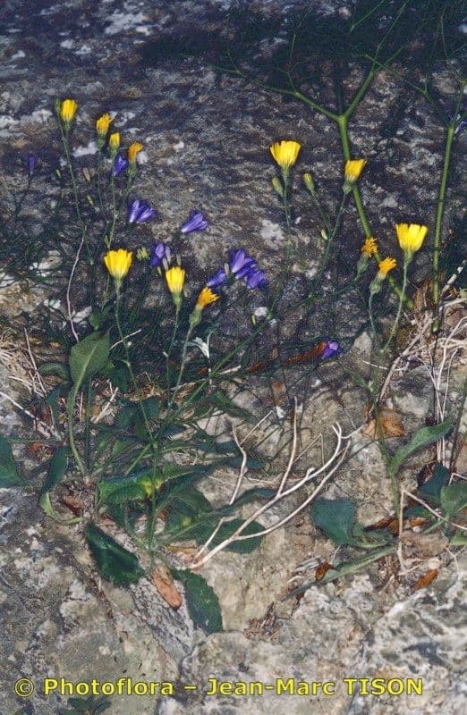Hieracium gavellei