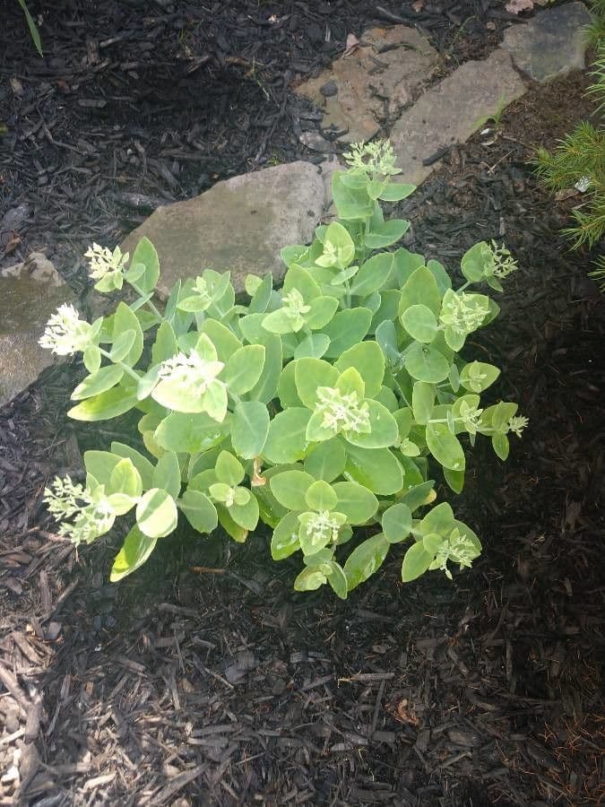 Sedum glauco 15