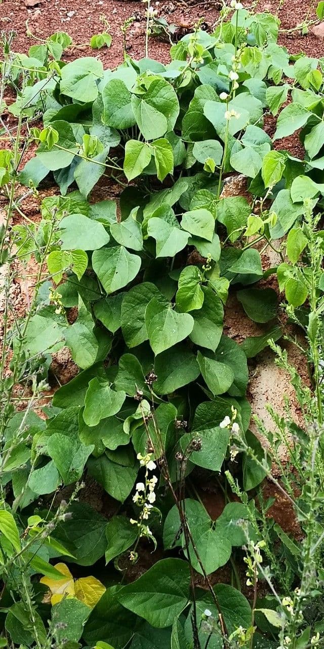 Prunkbohne 15