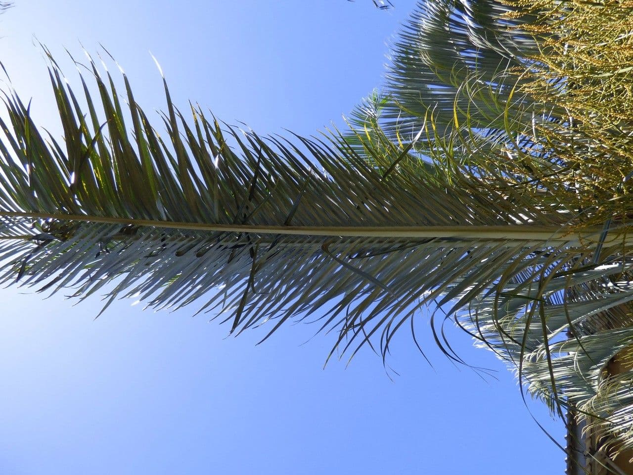 Palma triangular 19