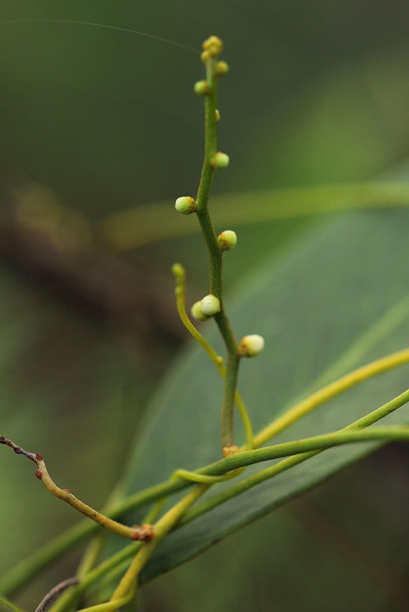 Seide 6
