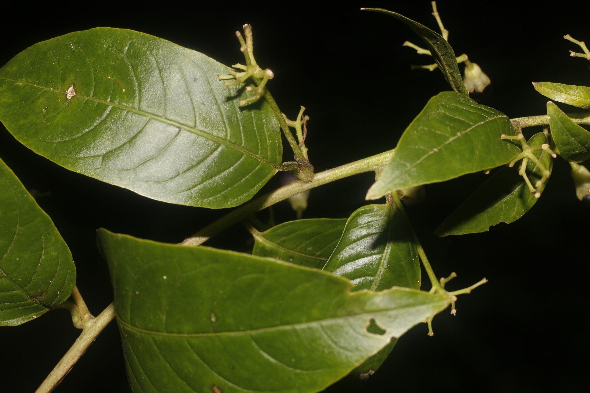 Cestrum 6