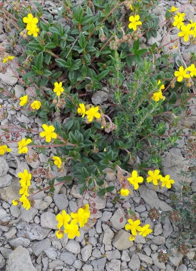 Cincoenrama de primavera 9
