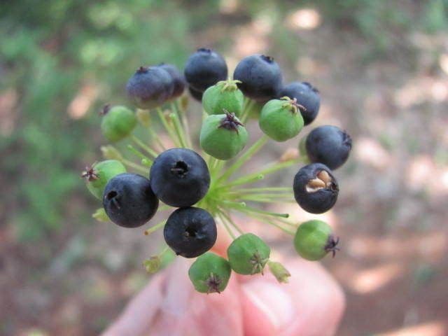 Aralia 4
