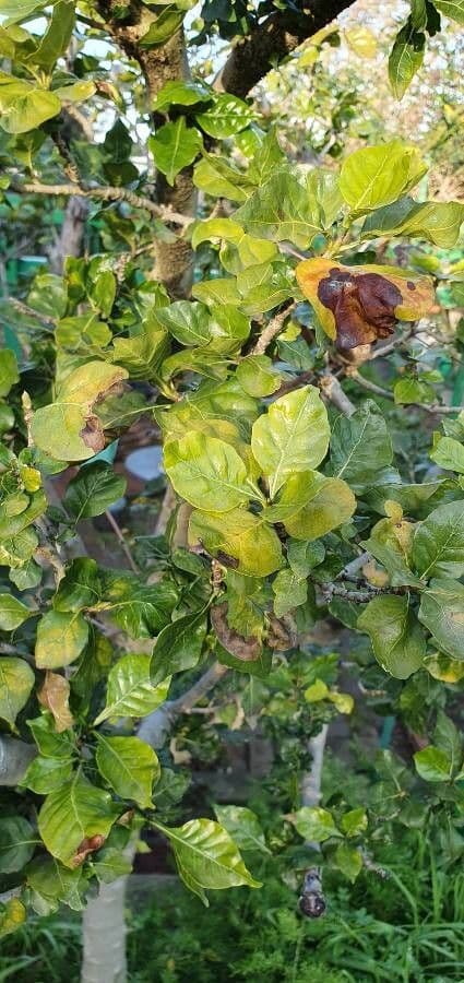 Gardenia Volkensa 15
