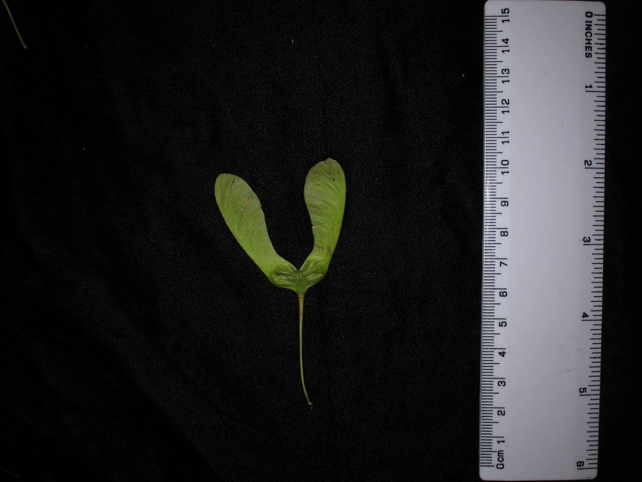 Acero 12