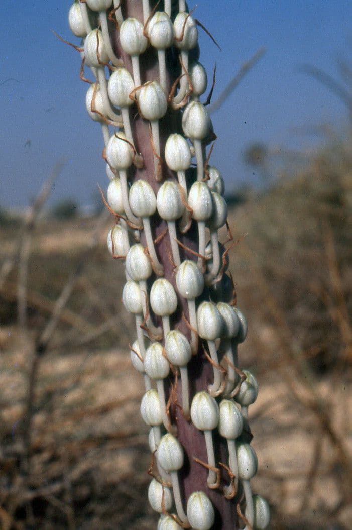 Drimia 2