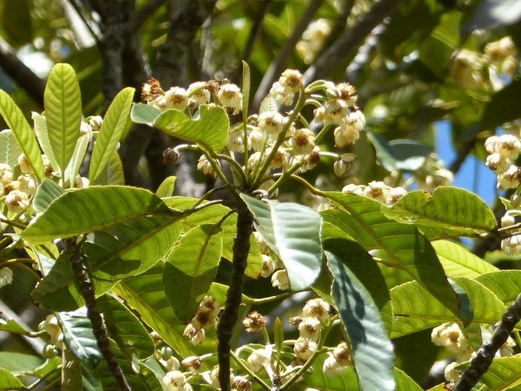 Yate-Elaeocarpus 12