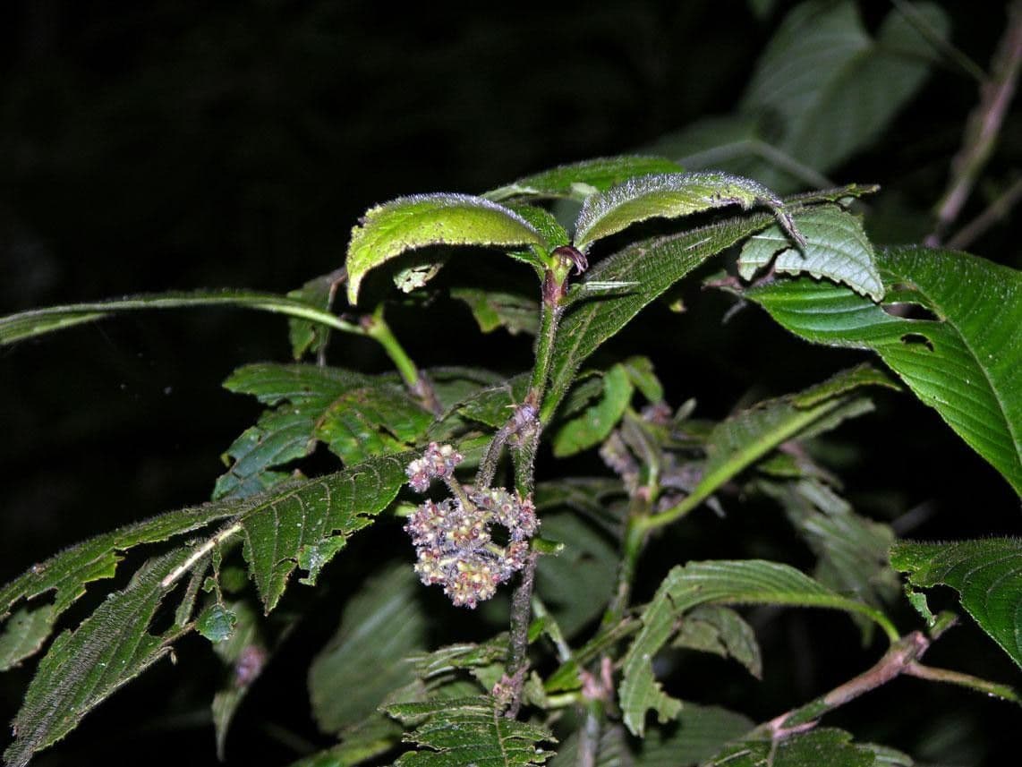 Psychotria 23