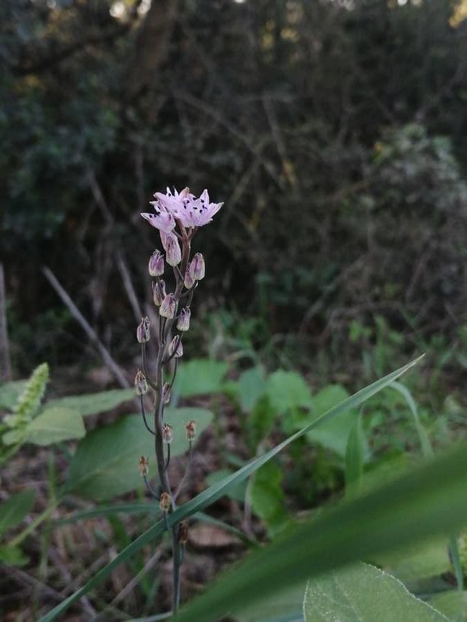 Herbst-Blaustern 7