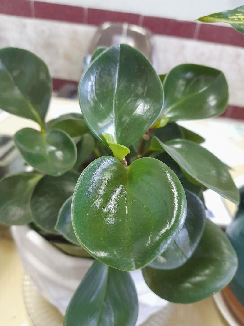 Peperomia
