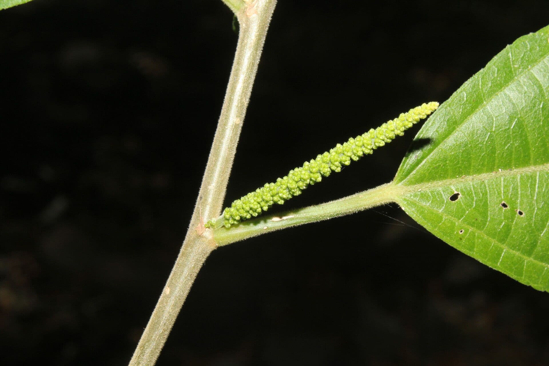 Acalypha diversifolia