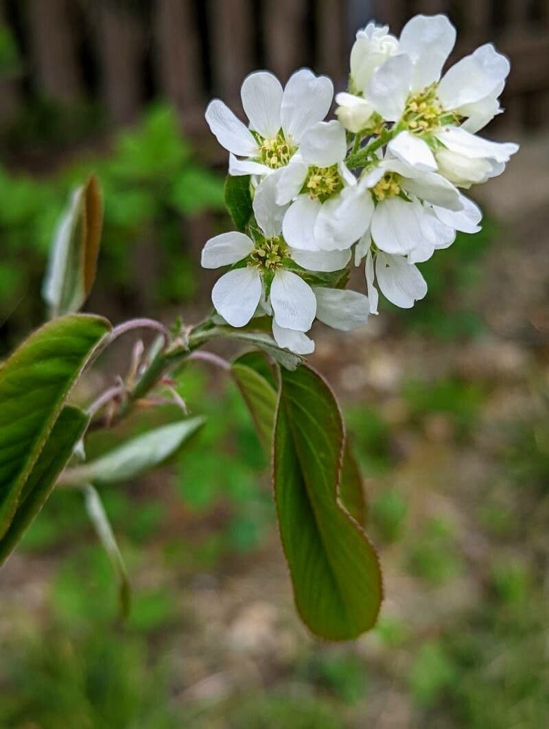 Amelanchier 6