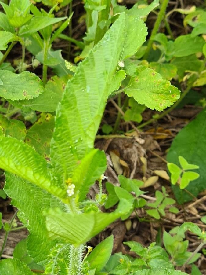 Caperonia palustre 4