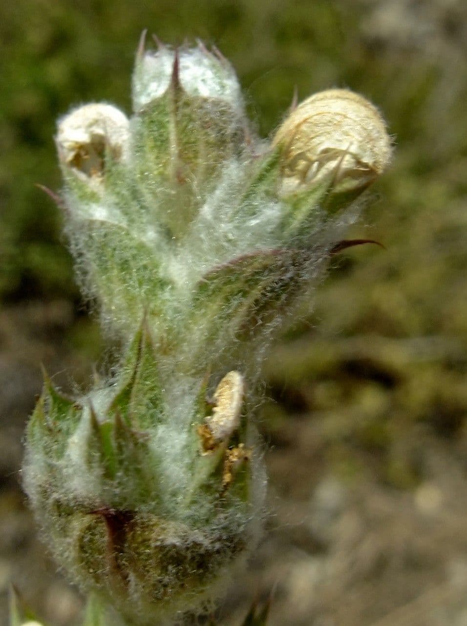 Salvia etiope 7