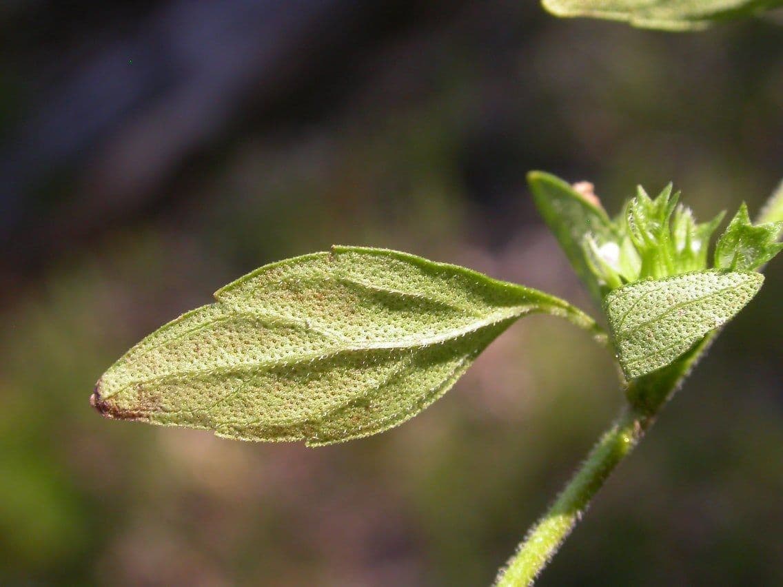 Hedeoma 13