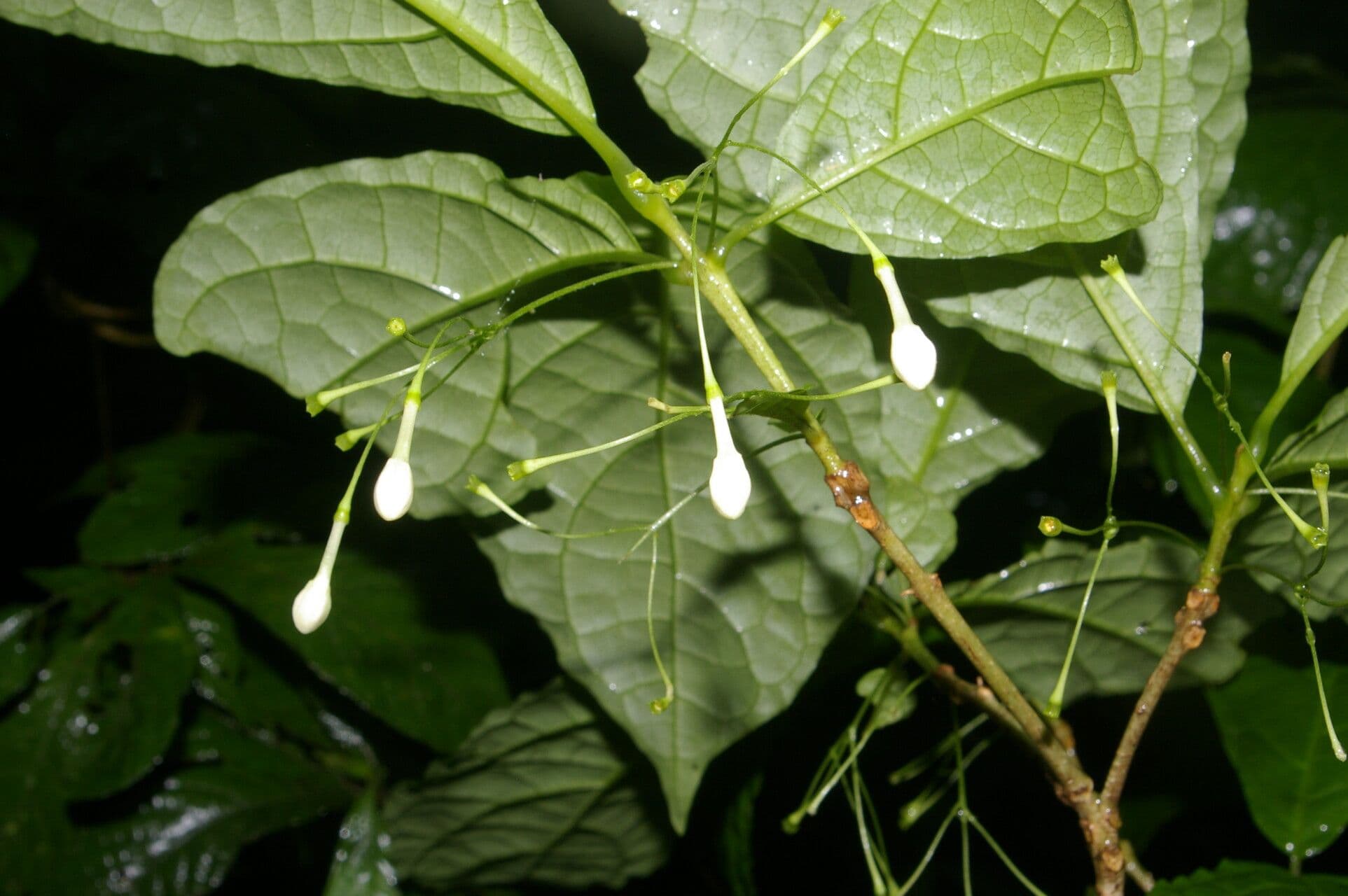 Aegiphila 11