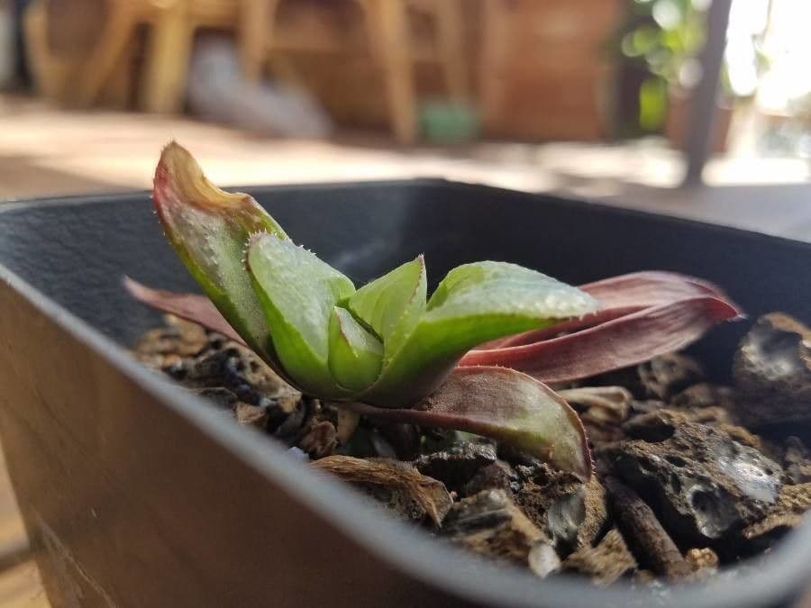 Haworthia 2