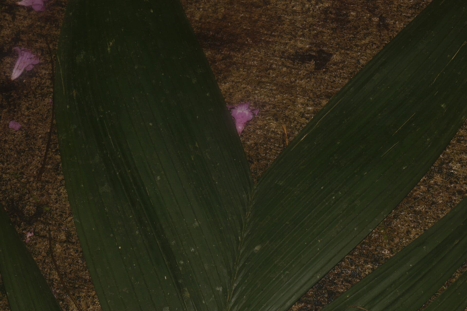 Geonoma interrupta 12