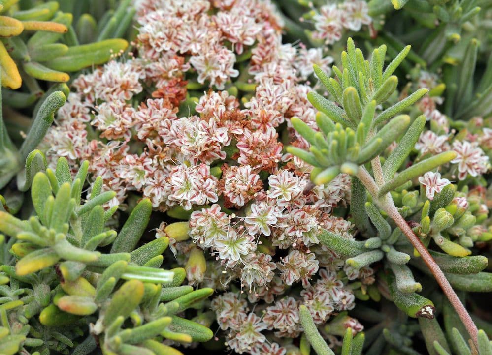 Eriogonum 9