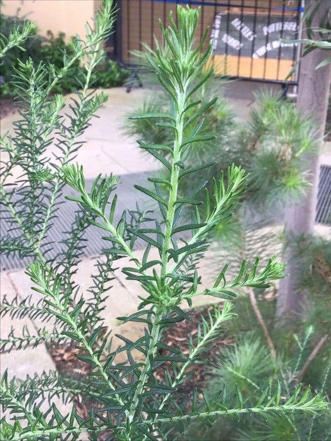 Ozothamnus diosmifolius 7