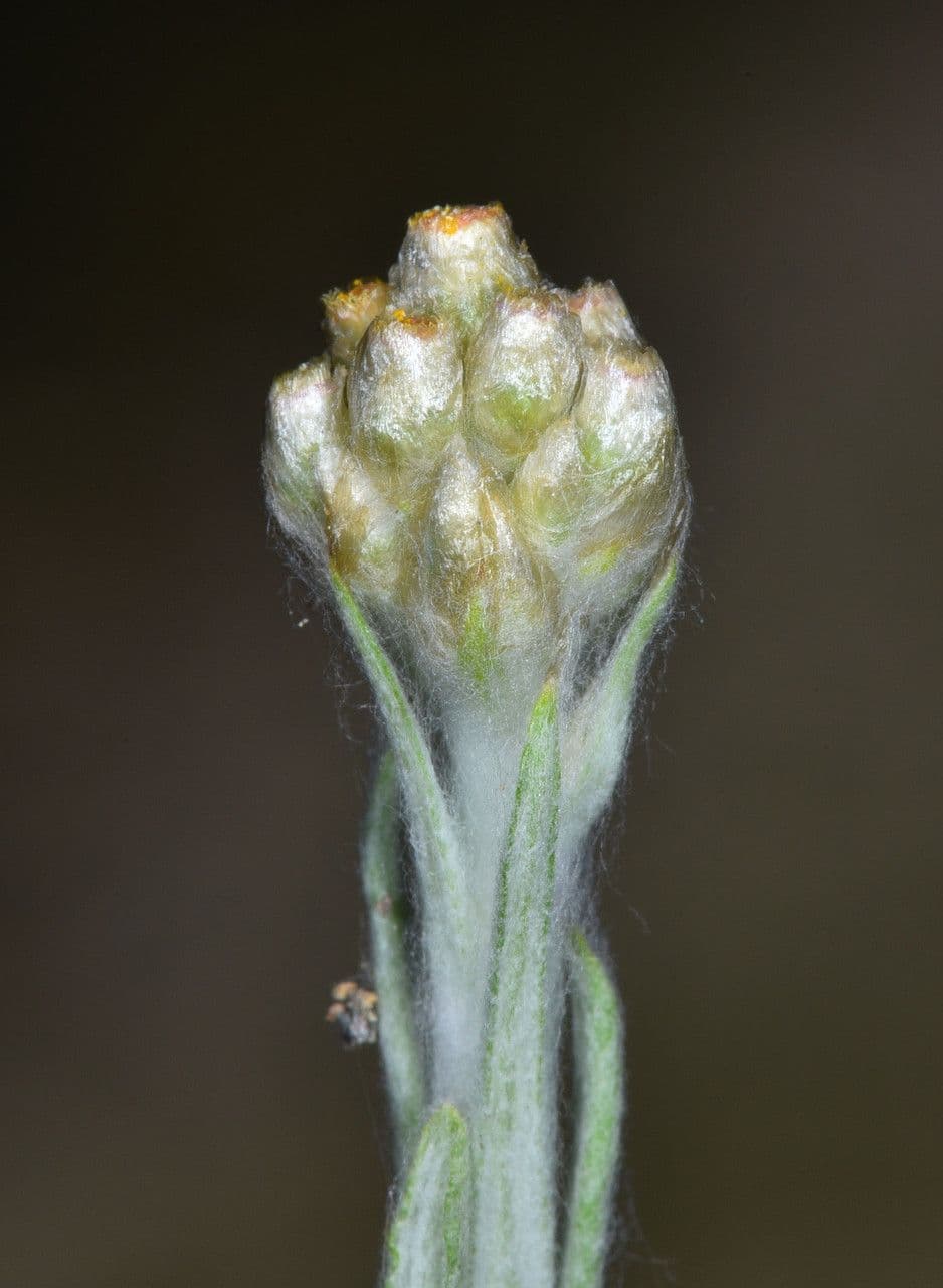 Gnaphalium 6